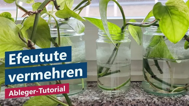 Efeutute vermehren – Ableger richtig abschneiden und einfach bewurzeln (Tutorial für Anfänger)