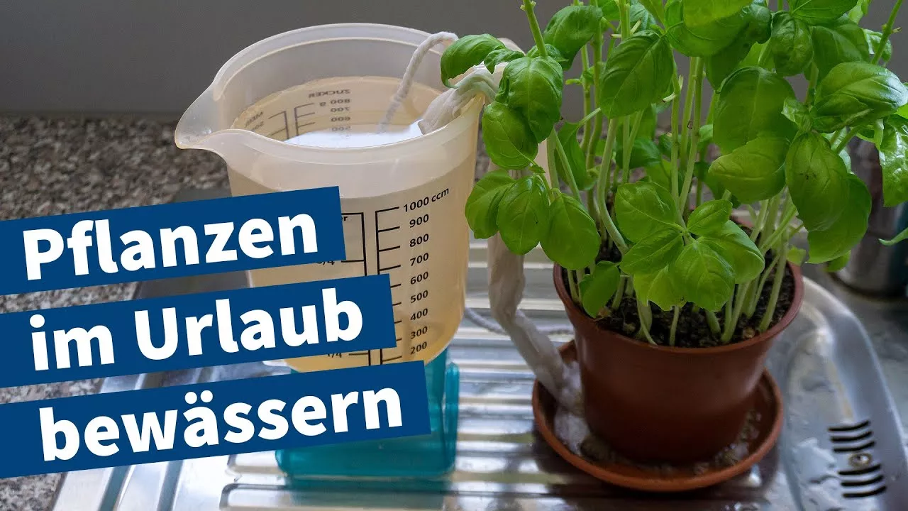 Pflanzen im Urlaub bewässern – Anleitung für DIY-Bewässerung von Basilikum – Tutorial