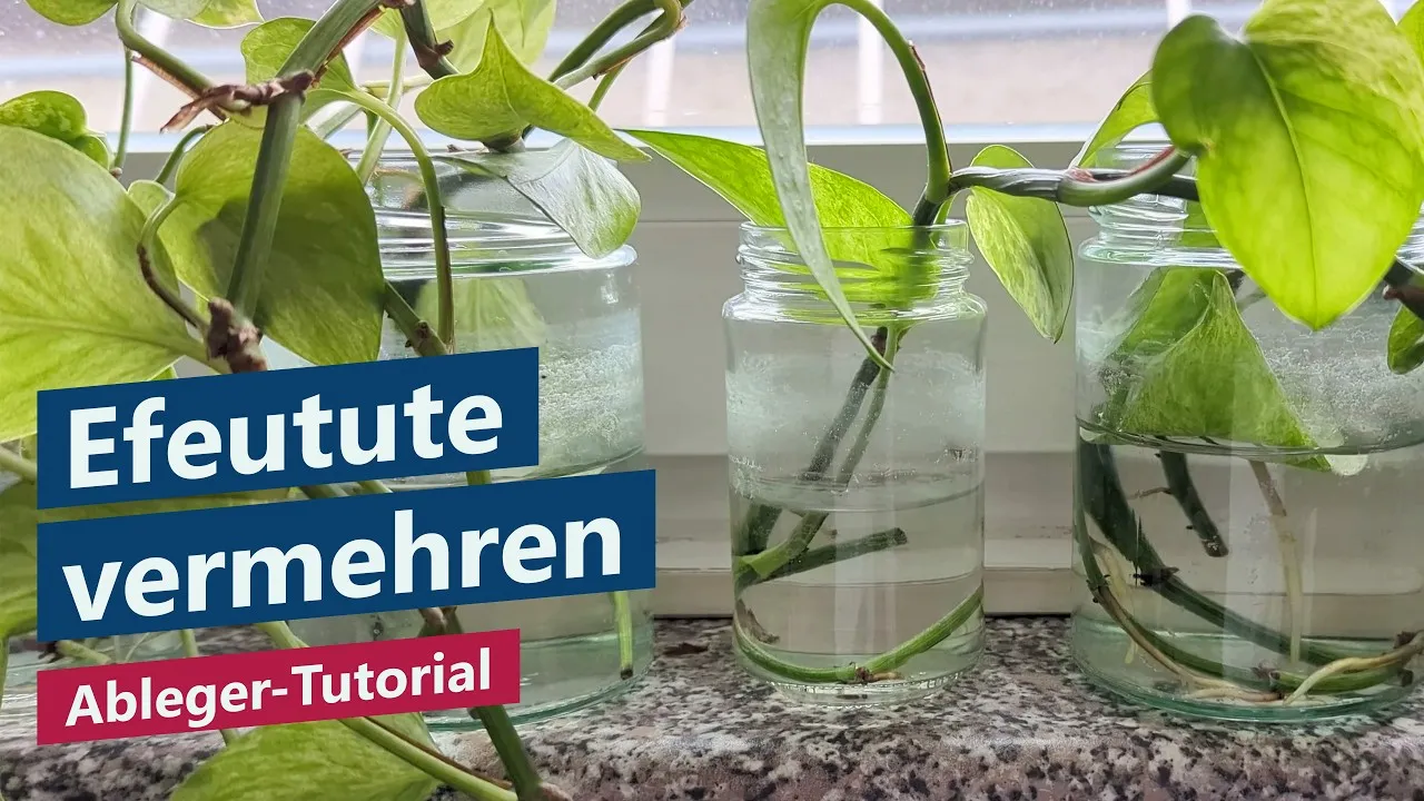 Efeutute vermehren – Ableger richtig abschneiden und einfach bewurzeln (Tutorial für Anfänger)