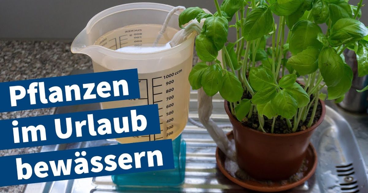 pflanzen-im-urlaub-bew-ssern-anleitung-f-r-diy-bew-sserung-von